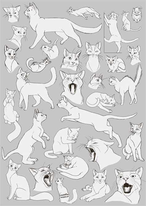 Cat Reference Anatomy Reference Art Reference Poses Drawing