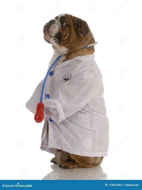 Dog Dressed Up As A Doctor Stock Image Image Of Veterinarian 11841303