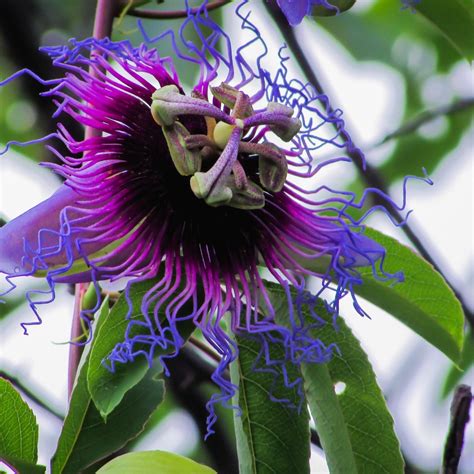 Passiflora Photos Thriftyfun