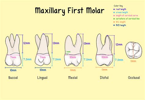 Maxillary Molars 3d Modules