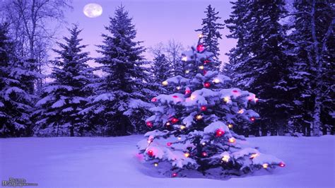 Lighted Christmas Tree In Winter Forest Hd Wallpaper Hintergrund