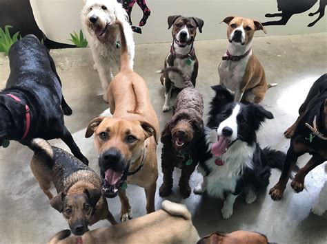 The Dog Spa and Wagging Tails Day Care Nelson