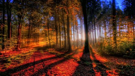 Landscapes Nature Trees Forests Paths Hdr Photography Wallpapers