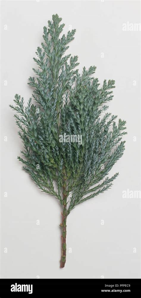 Cedrus Sp Cedar Branch With Silver Green Leaves Stock Photo Alamy