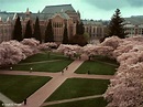 University of Washington Photos