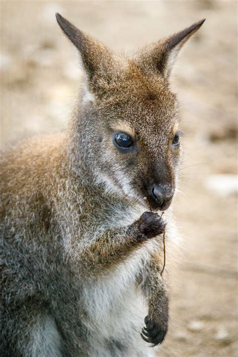 A baby kangaroo is called a joey. Baby Kangaroo Free Stock Photo - Public Domain Pictures