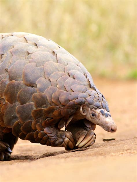 According to the current research, the earliest mammals appeared around 225 billion years ago in the late triassic epoch. The Pangolin Is Scaly, Weird, Cute, and the Most Poached ...