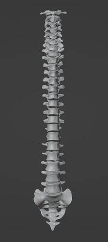 3d Model Of Vertebral Column 3d Model Cgtrader