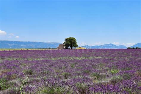 1758 House Lavender Field Provence Photos Free And Royalty Free Stock