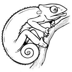 Download 7a40c241c7de6712c38eea41c0cab11e.jpg (236×236) | Chameleon ...