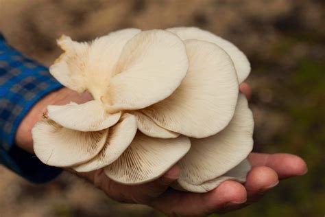 How To Identify And Pick Oyster Mushrooms Stuffed Mushrooms Oysters