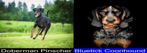 Differences And Similarities Between The Doberman Pinscher And The