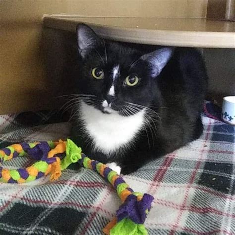 Our mission is to be the. Delilah - Homeward Bound: Addison County's Humane Society