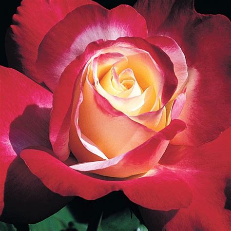 Double Delight Roses Heirloom Roses With Images Hybrid Tea