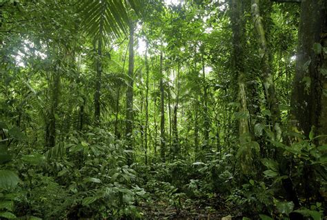 Tropical Forests Absorb More Co2 Than Previously Believed Redorbit