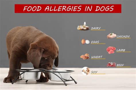 Dog Food Allergies Oakland Veterinary Referral Services