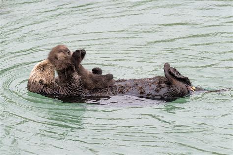 Tau Kē Tēnei Wiki Sea Otter Pup At Monterey Heathers Homilies