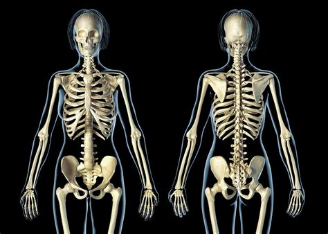 Skeleton X Ray Human Woman Skeleton Anatomy In Front Profile And Back My Xxx Hot Girl