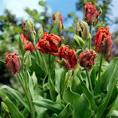 Buy Parrot Tulip Bulbs Tulipa Ego Parrot £199 Delivery By Crocus
