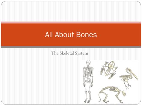 The Skeletal System