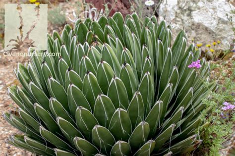 Pubblicazione su green jobs young 2017. Queen Victoria Agave - Agave victoriae-reginae - Civano ...