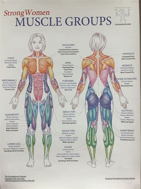 Pin By Rad On Massage Ahhhh Human Muscle Anatomy Human Body Anatomy