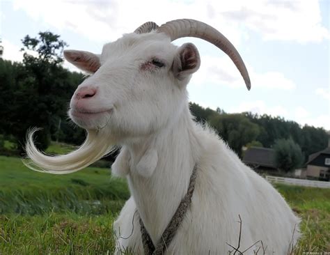 Goat With Goatee I Got You You Hold Me By The Beard The Flickr