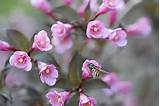 Small Tree With Pink Flowers Photos