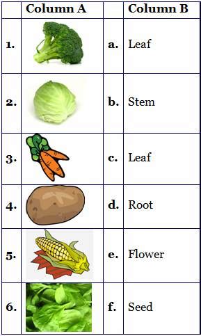 Lettuce greenfly ladybird thrush cat a what does the arrow mean in a food chain? 2nd grade EVS uses of plants revision worksheets