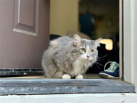 Find unbiased ratings on user satisfaction, features, and price based on the most pet sitters can use the software to find new clients and update owners on the status of their pets. Rover App Review for Cat Sitting | Travel After Five