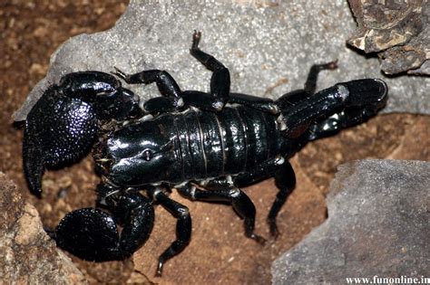 Black Scorpion HD Wallpapers - HD Wallpapers Blog