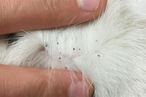 How To Tell If Your Cat Has Fleas Heres The Answer