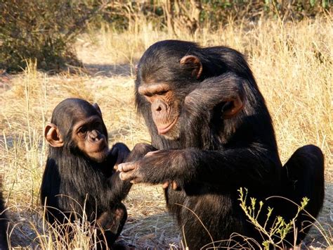 Chimpansee With Baby Chimpanzee Chimpanzee Chimp Baby Animals Funny