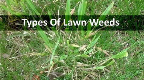 Lawn Weeds Types