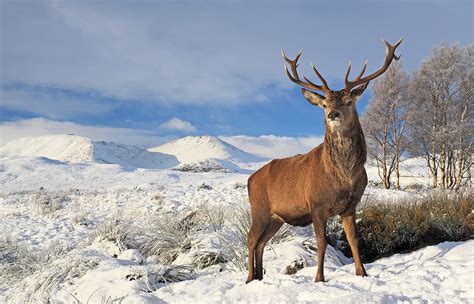 Red Deer Stag Scottish Landscape And Wildlife Photography By Grant