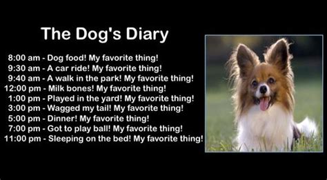 Experience the inner thoughts of a dog's mind versus a cat's mind through their diary excerpts. Dog Dairy vs. Cat Diary - Allison Park Church Updates