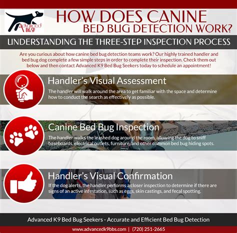 How Does Canine Bed Bug Detection Work Advanced K9 Bed Bug Seekers Llc