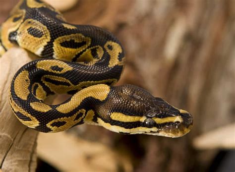 9 Things You Should Know About Pet Snakes