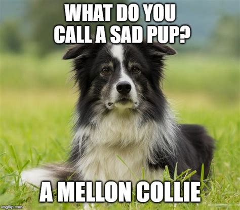 Border Collie Meme Dog Puns Border Collie Dog Herding Dogs Breeds