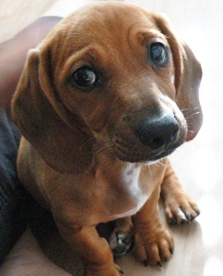 Caution for puppy scratching ears. Picture Of A Dachshund