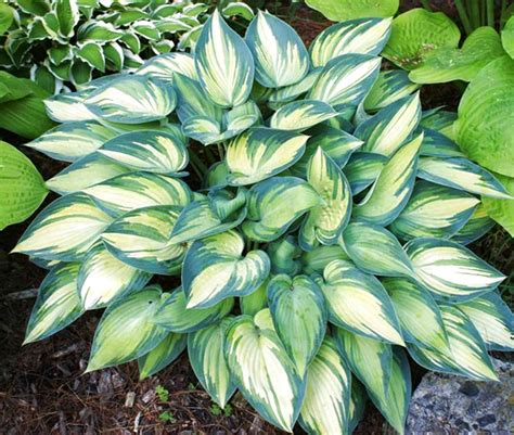 Buy hosta plants, hosta seeds & hosta books. Hosta Plants for sale in UK | 61 second-hand Hosta Plants