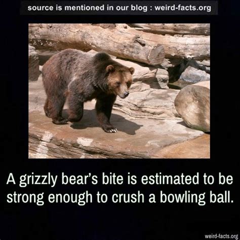 Stewart died from blunt force trauma to the head resulting from a bear bite, although it's unknown whether a. Weird Facts — A grizzly bear's bite is estimated to be ...