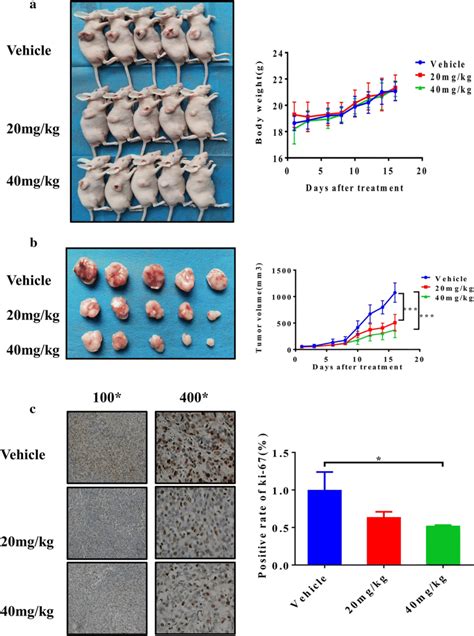 Lj 1 60 Decreases The Growth Of Tumor Xenografts In Nude Mice A