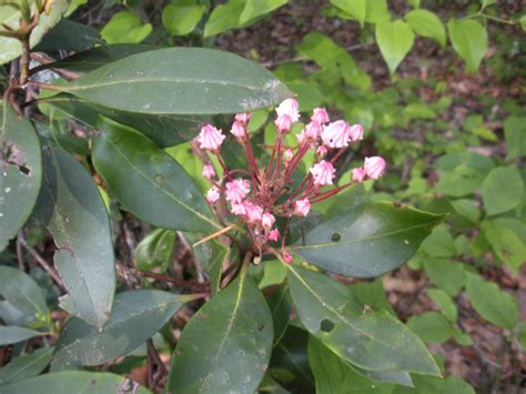 A Southern Affair At Home Mountain Laurel In Brasstown North Carolina
