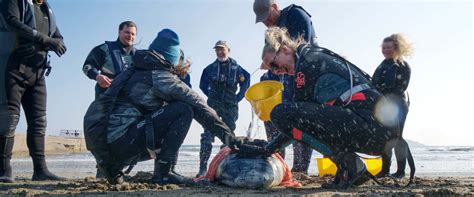 Marine Mammal Medic Course British Divers Marine Life Rescue