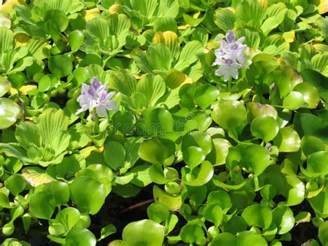 Green Lily Pads And Flowers At The Bishop`s Garden Stock Image Image