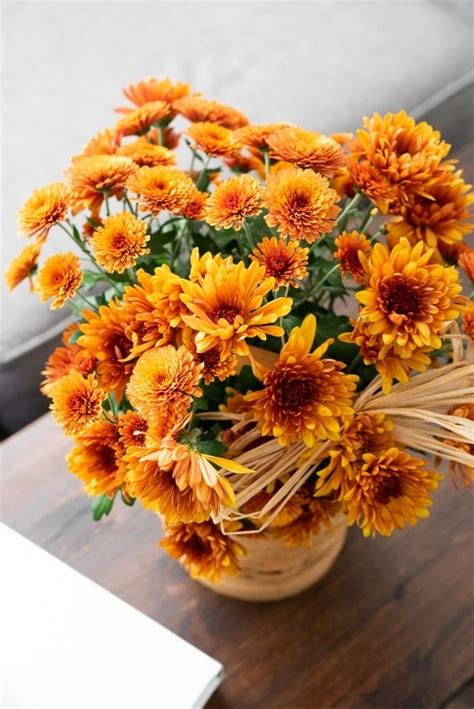Orange Mum Plant At From You Flowers Planting Mums Fall Mums Fresh