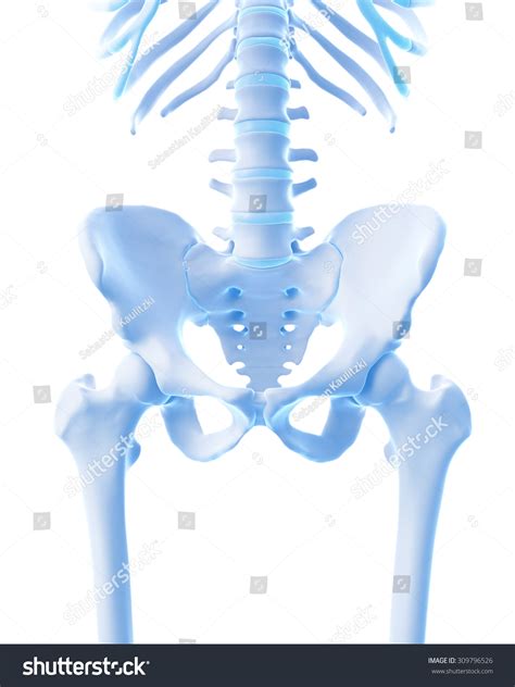 Medically Accurate Illustration Skeletal Hip Stock Illustration