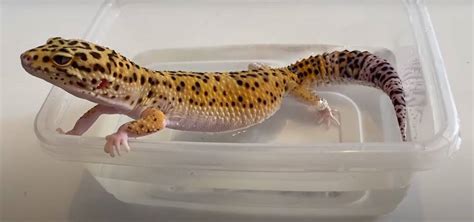 Leopard Gecko Impaction Causes And Treatment
