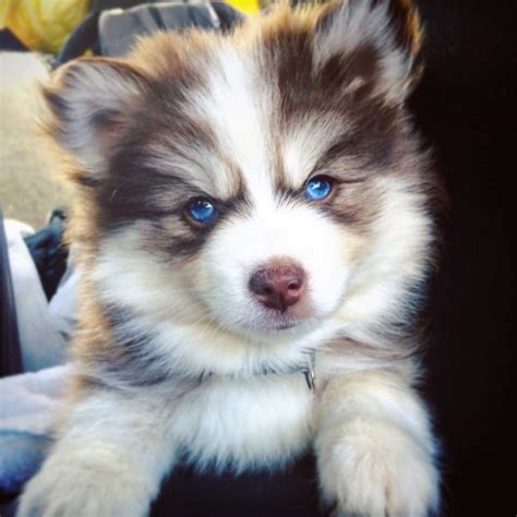 …here is an excellent blog you may locate fascinating that we encourage you… Exactly where Can I Find Pomsky Puppies for Sale? | Pomsky ...